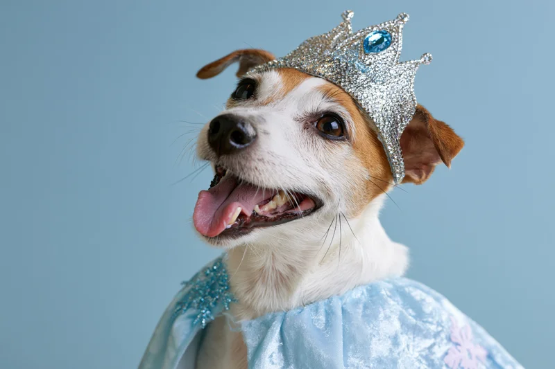 Jack russell terrier wearing sparkly silver tiara and blue cape in studio portrait
