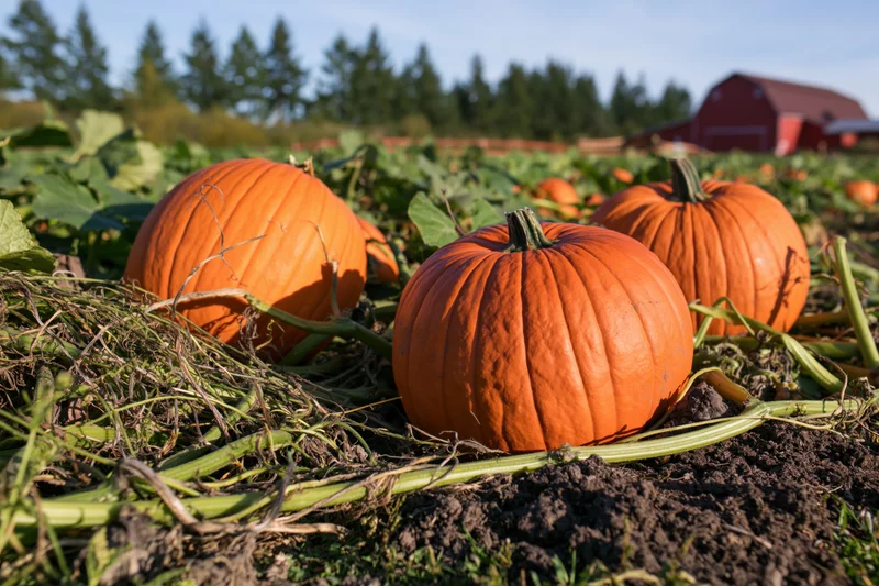 Ripe pumpkins resting on soil among vines in a farm field with a red barn in the background