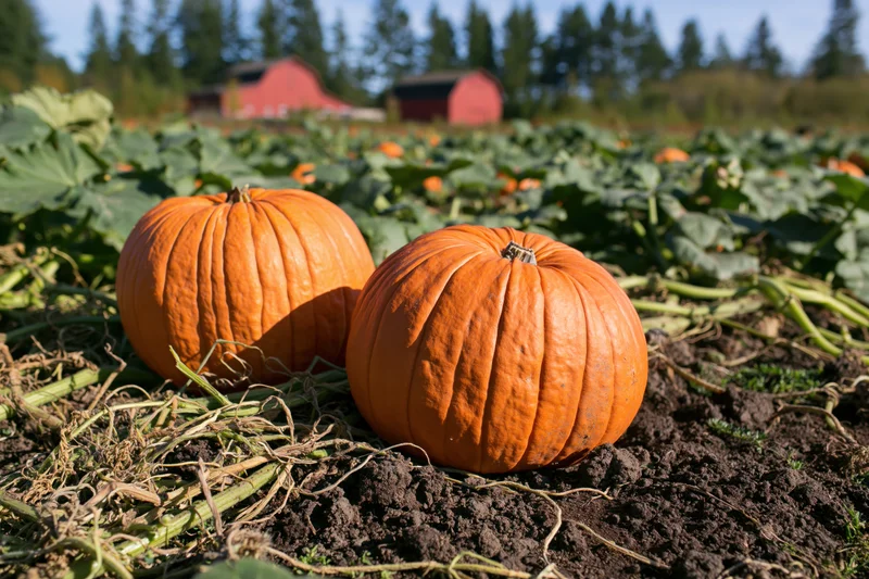 Two ripe pumpkins resting on dark soil in a farm field with red barns in the background