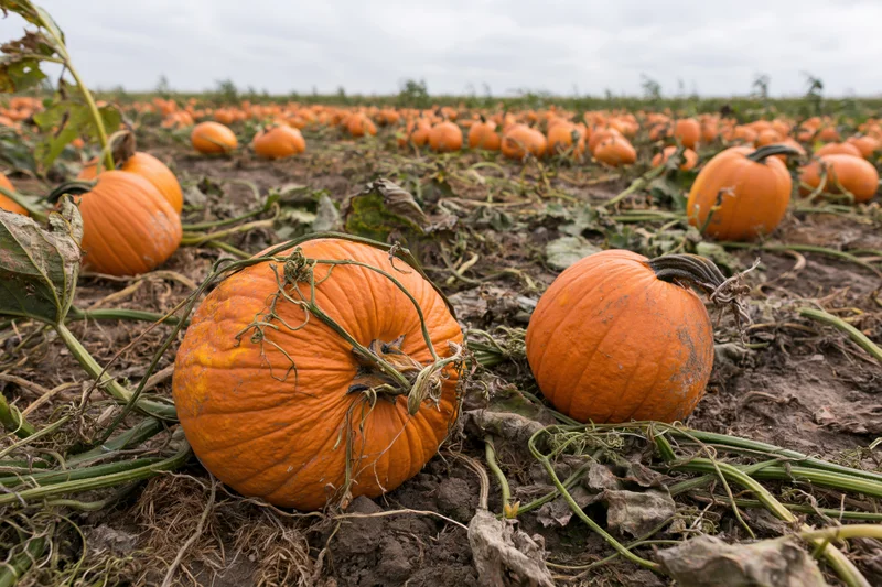 Ripe pumpkins resting on dry soil among sprawling vines in a farm field