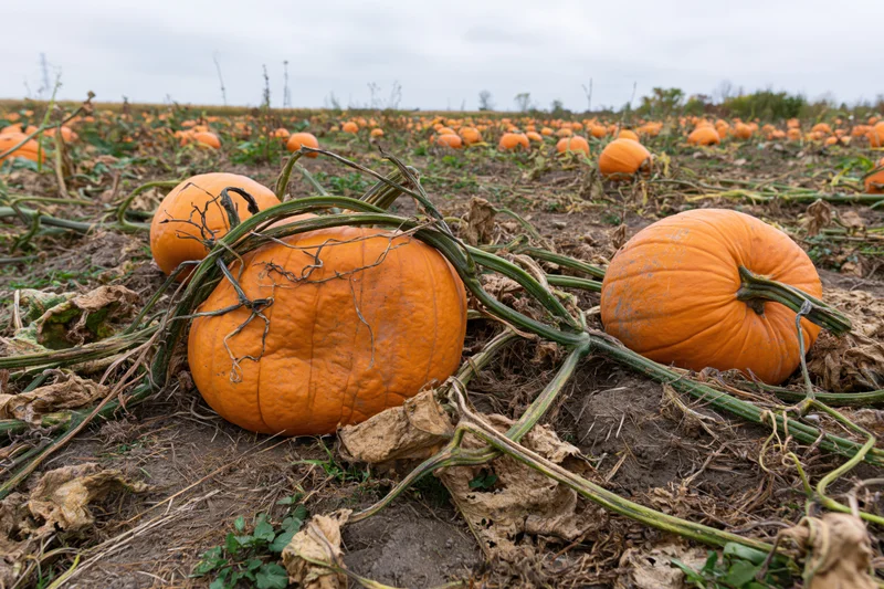 Ripe pumpkins resting on dry soil among sprawling vines in a farm field