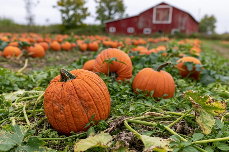 Orange pumpkins resting among green vines in a farm field with a red barn in the background