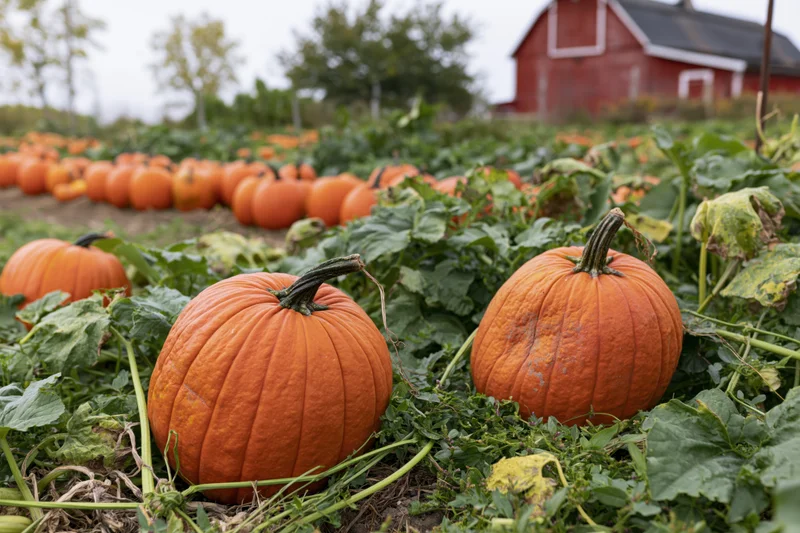 Pumpkins resting among green vines in a farm field with a red barn in the background