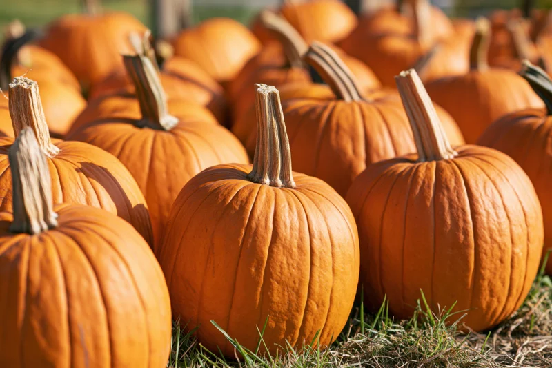 Pile of harvested orange pumpkins grouped together on grass in a field