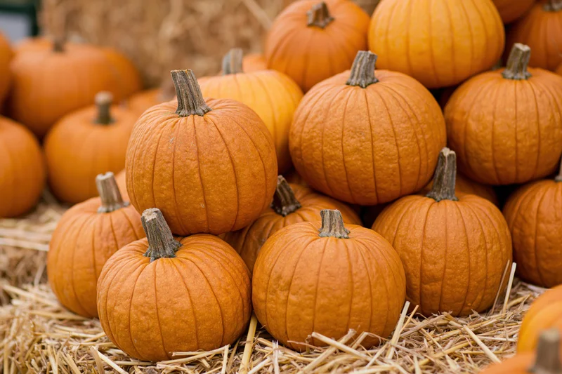 Small orange pumpkins stacked on hay at an outdoor farm stand