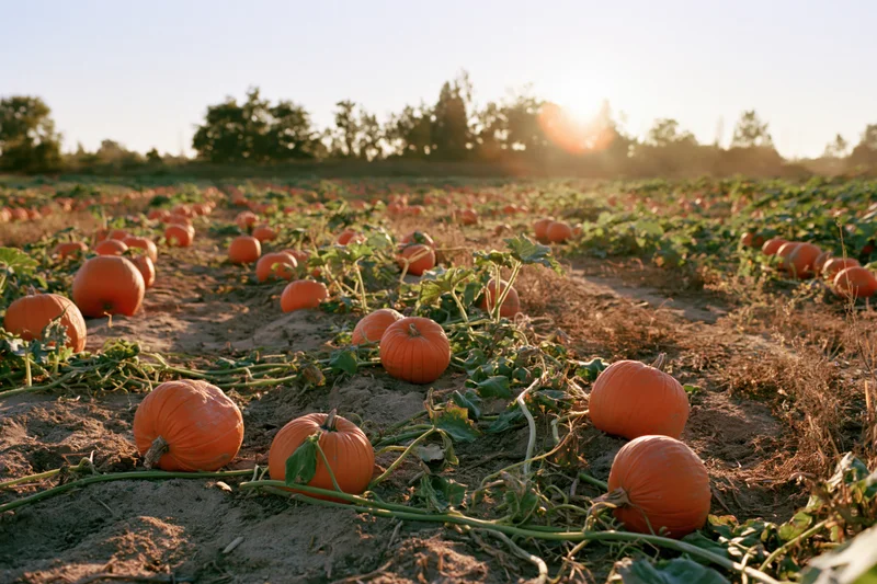 Ripe pumpkins growing in rows across a farm field at sunset