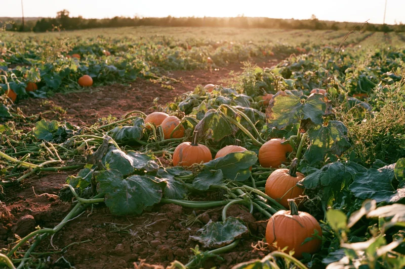 Pumpkins growing among vines in a field at sunset
