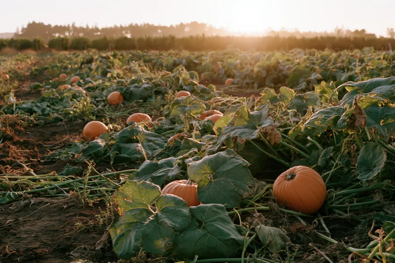 Pumpkins growing among vines in a field at sunset