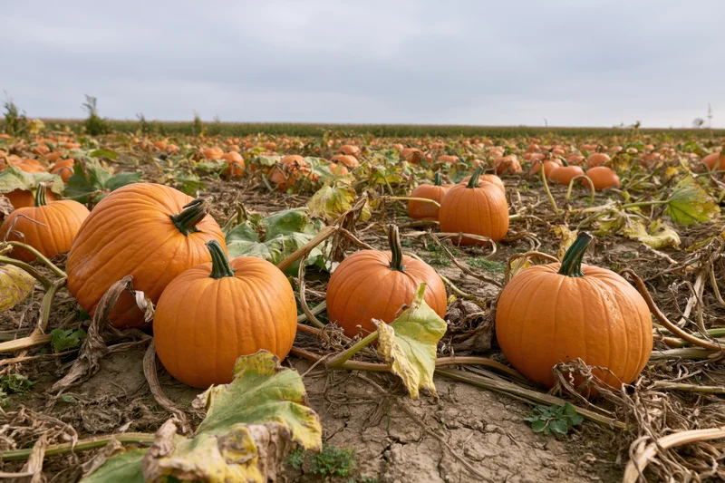 Ripe pumpkins scattered across a harvested field in autumn