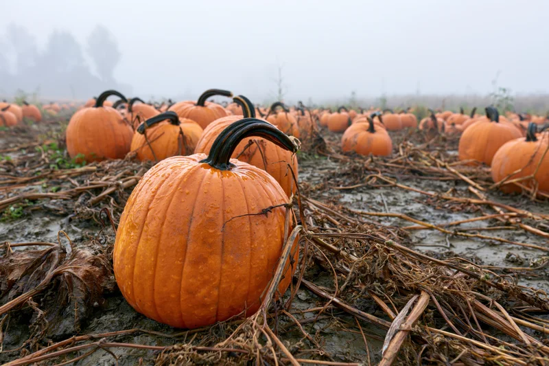 Ripe pumpkins scattered across a muddy field in autumn fog