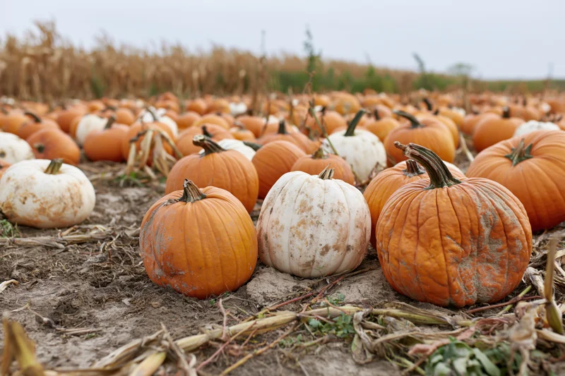 Pumpkins scattered across a harvested field in autumn