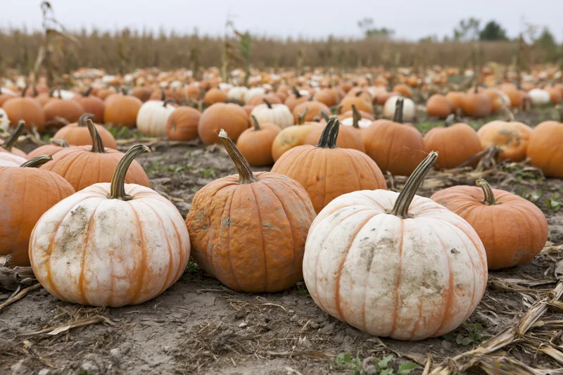 Pumpkins scattered across a harvested field in autumn