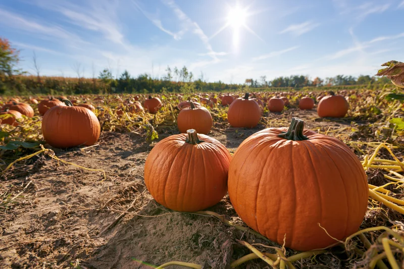 Ripe pumpkins scattered across a dry dirt field under bright sunlight