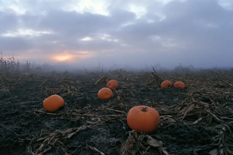 Pumpkins scattered across a harvested field at dusk under a foggy sky