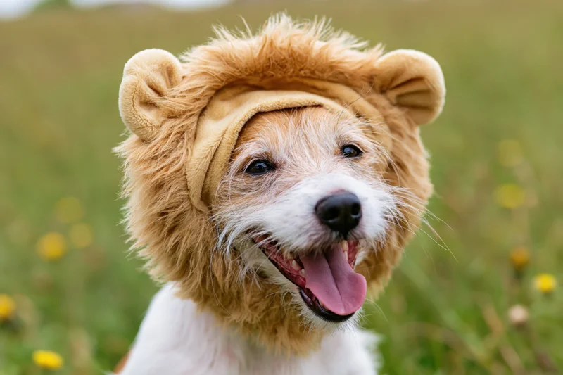 Small jack russell terrier wearing fluffy lion mane costume outdoors in grassy field