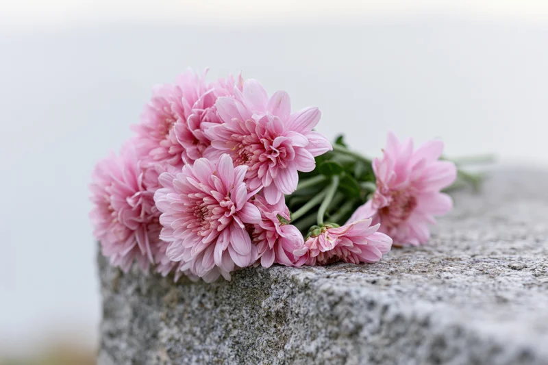 Pink chrysanthemums resting on a stone grave edge outdoors