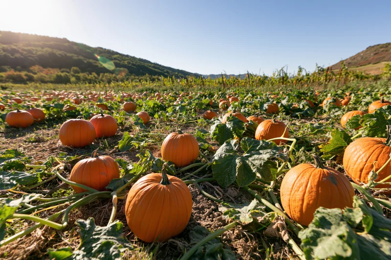Pumpkins growing in a field with vines and leaves under sunlight near hills