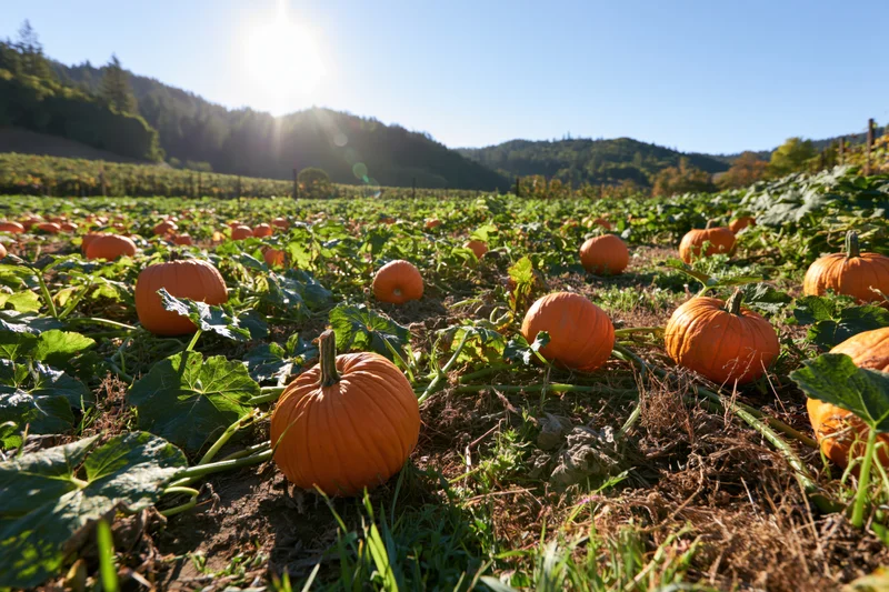 Pumpkins growing in a field under bright sunlight with hills in the background