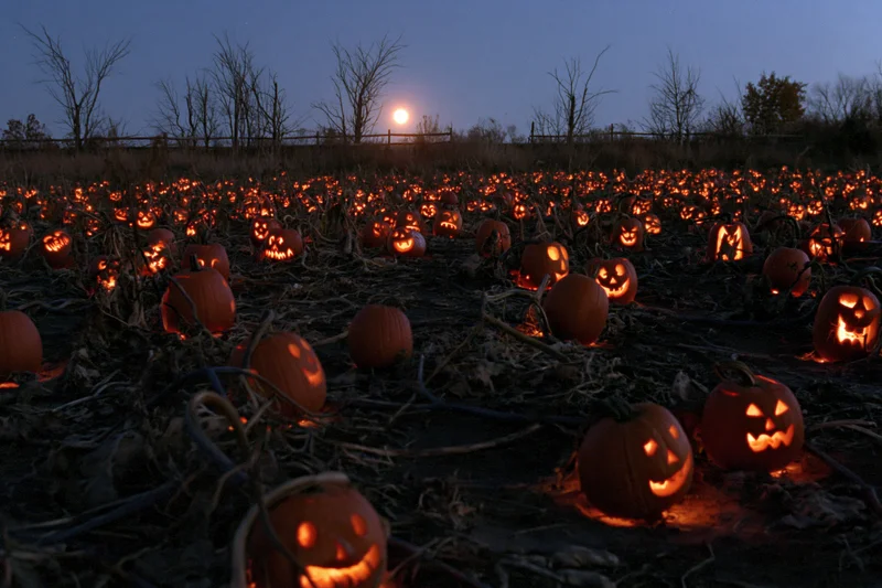 Field of carved jack-o-lanterns glowing at night under a full moon