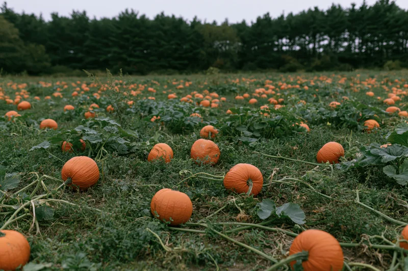Ripe pumpkins scattered across a green field with trees in the distance