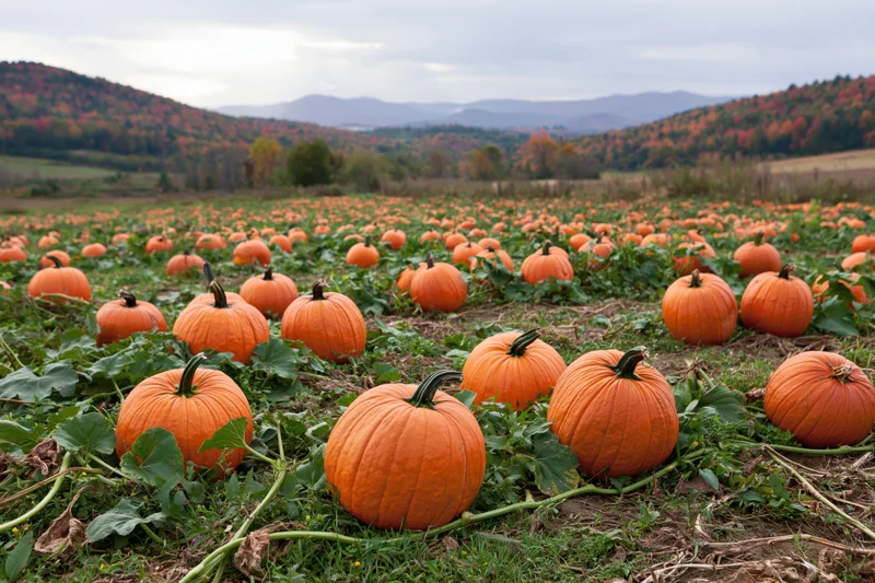 Pumpkin patch in autumn field with rolling hills in the background