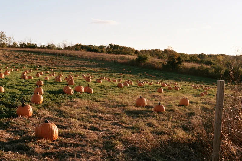 Pumpkins scattered across a grassy field under golden evening light