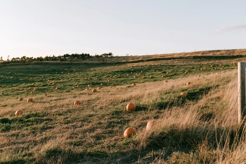 Scattered pumpkins in a wide open field under golden sunlight