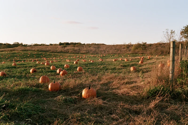 Pumpkin field scattered with orange pumpkins under golden evening light