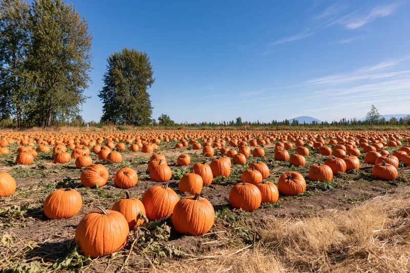 Rows of pumpkins growing in a field under a clear blue sky during autumn harvest