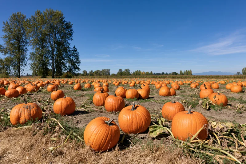 Rows of pumpkins in a wide open field under a clear blue sky during harvest season