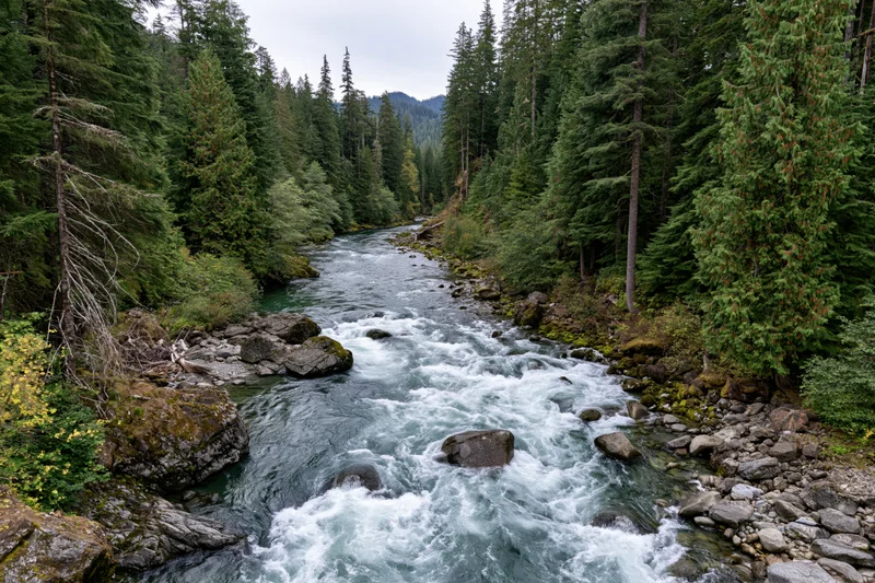 Fast-moving mountain river rushing over rocks and boulders through a dense evergreen forest