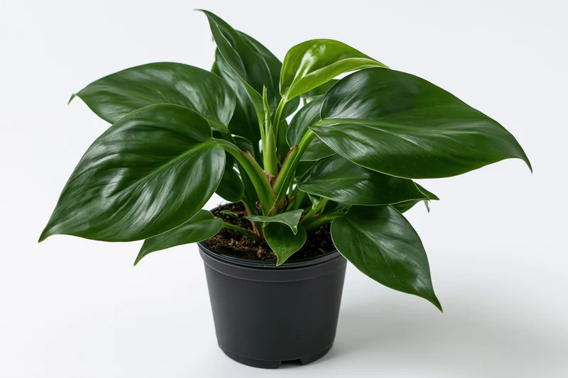 Potted philodendron houseplant with large glossy dark green leaves in a black container on a white background