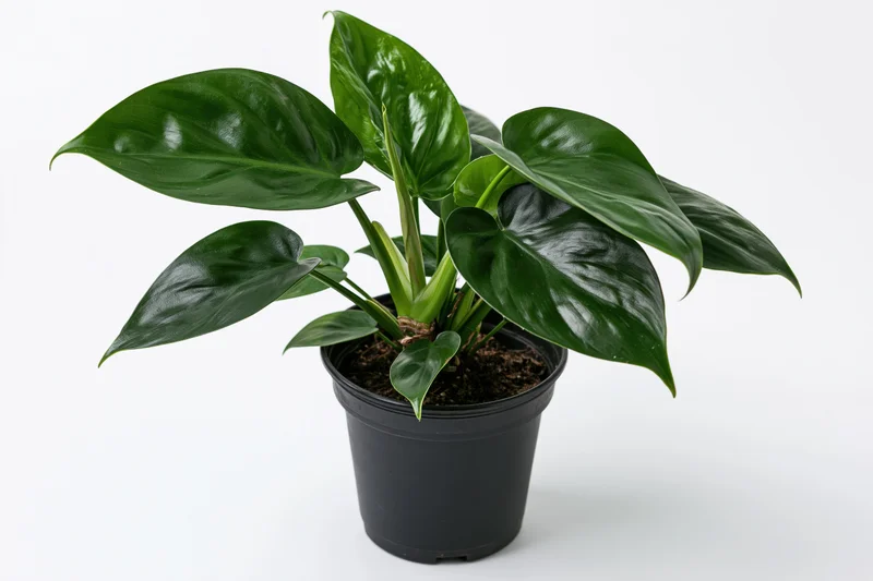 Potted philodendron houseplant with large glossy dark green leaves on white background