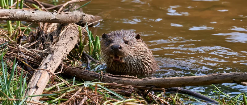 River otter with head above water near logs and reeds in a calm stream