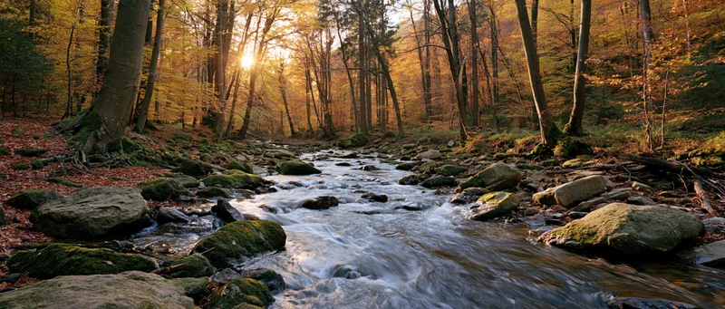 Stream flowing over moss-covered rocks through autumn forest at golden hour