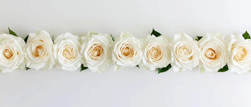 Row of white roses arranged horizontally along bottom edge on white background