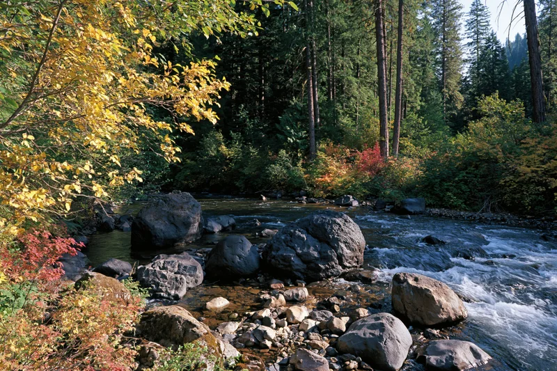 Shallow mountain river flowing around dark basalt boulders in a forested autumn landscape