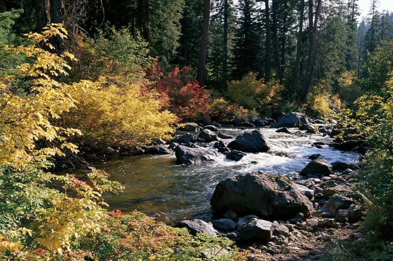 Shallow mountain river flowing around dark basalt boulders in a forested valley during autumn