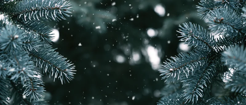 Blue spruce branches with snow falling between them in a winter forest setting