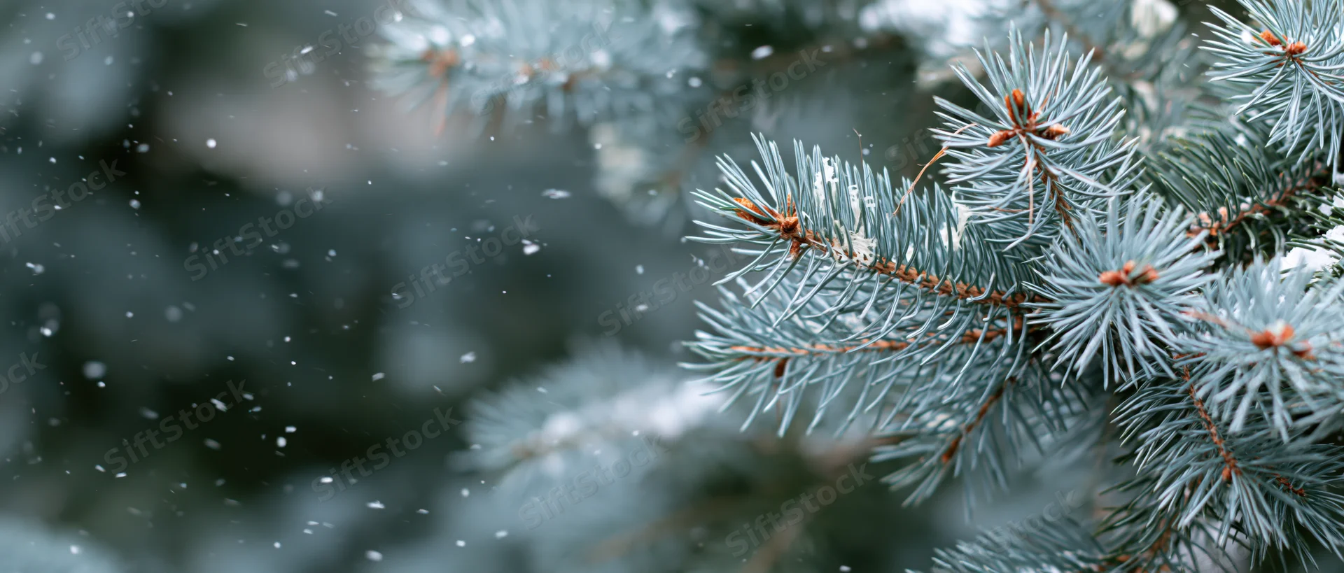 Close-up of blue spruce branches with fine needles during light snowfall in winter forest