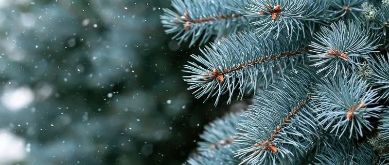 Close-up of blue spruce branches with fine needles during light snowfall in winter forest