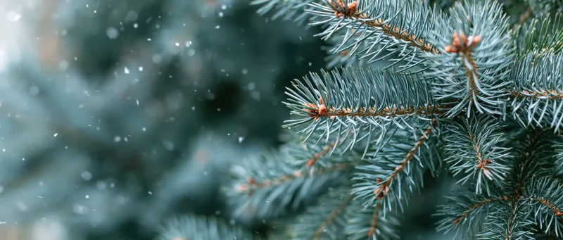 Close-up of blue spruce branches with fine needles during light snowfall in winter