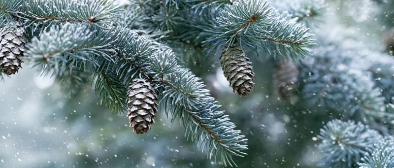 Frost-dusted spruce branches with hanging pine cones in falling snow