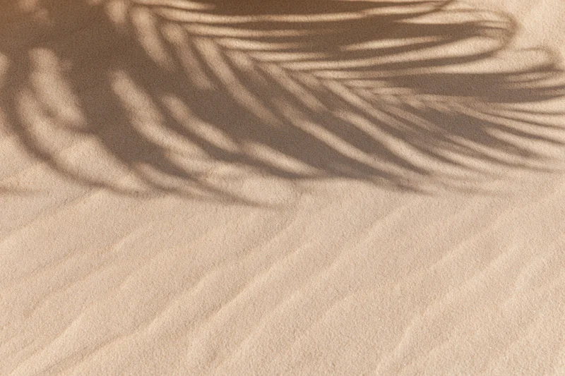 Shadow of palm frond on textured beach sand surface