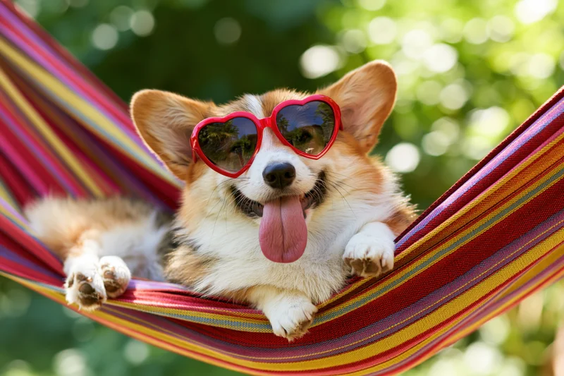 Corgi dog wearing heart-shaped sunglasses lounging in a colorful striped hammock outdoors