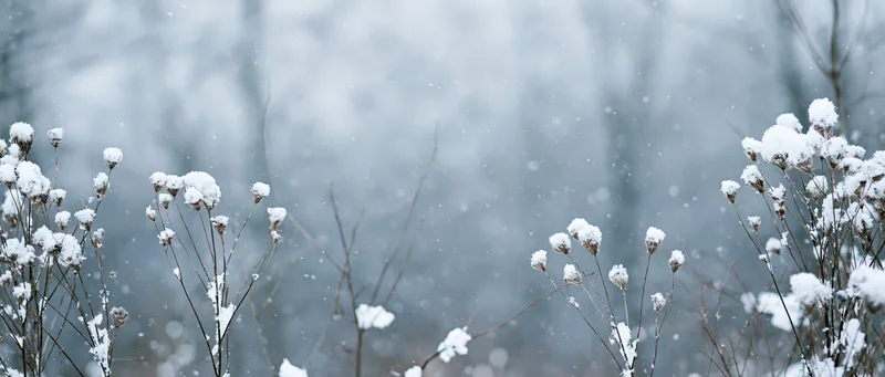 Snow-covered dried wildflower stalks in a winter landscape with falling snow