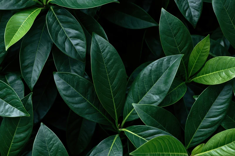 Dense cluster of dark green tropical leaves filling the frame