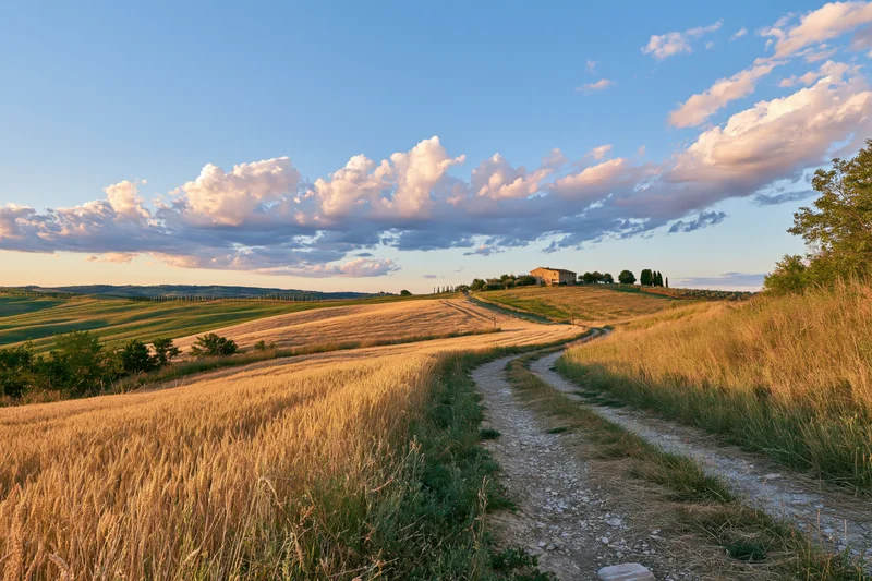 Winding dirt road through golden wheat fields under a blue sky with scattered clouds at sunset