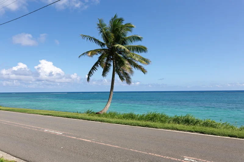 Coastal asphalt road beside a single leaning coconut palm tree near turquoise ocean under blue sky