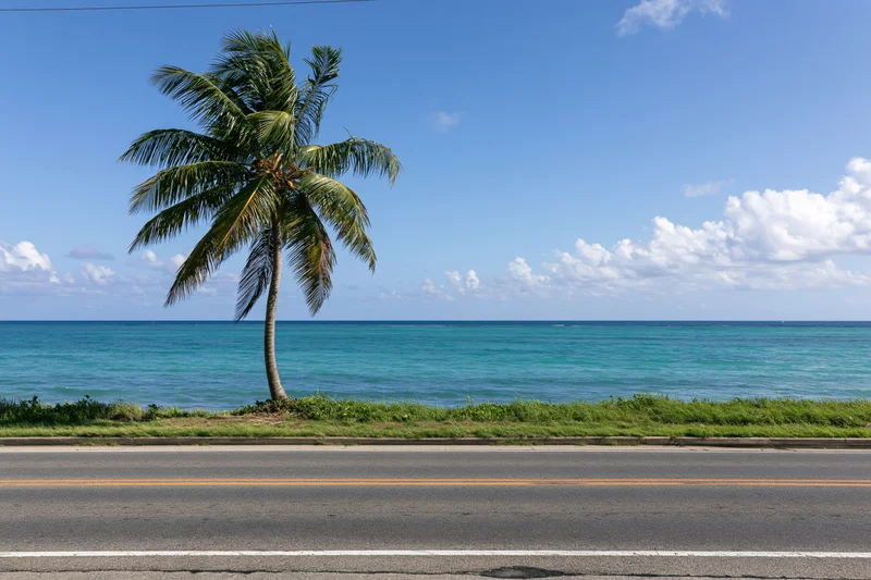 Empty coastal asphalt road with a single tall coconut palm tree beside the ocean under a blue sky